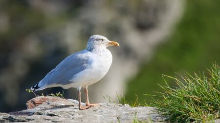 A photography of a lonely seagull in Cornwall UKの写真素材