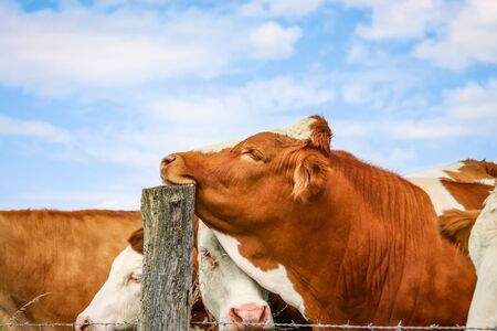 An image of a cow rests her head on a postの写真素材