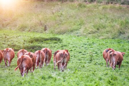 An image of a cow in the green grassの写真素材
