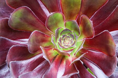 An image of a beautiful red green succulent plantの写真素材