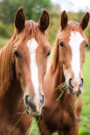 A photography of two brown horse standingの写真素材