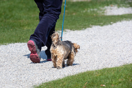 An image of a walk with the dog friend