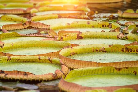 An image of some water lilies leafs in a pondの写真素材