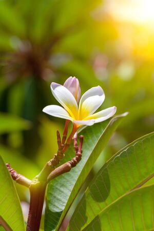 An image of a white and yellow frangipani flowerの写真素材