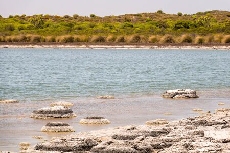 An image of Stromatolites Lake Thetis Western Australiaの写真素材