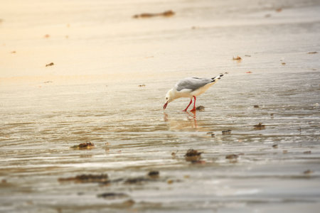 An image of a seagull picking something at the sandy beach in Western Australia
