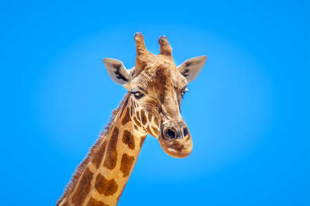 An image of a beautiful giraffe portrait isolated in front of a blue skyの写真素材