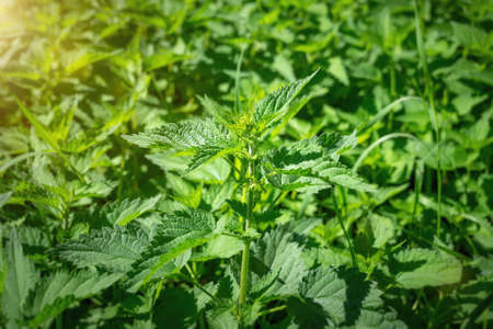 An image of a green stinging nettleの写真素材