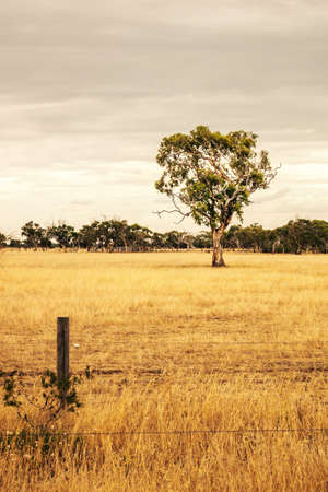 An image of a eucalyptus tree in an Australian landscape sceneryの写真素材
