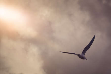 An image of a seagull in the evening skyの写真素材