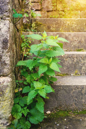 An image of a green stinging nettleの写真素材