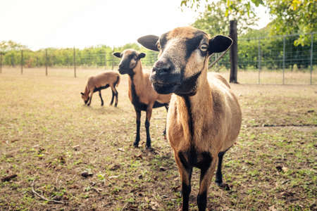 An image of some brown goats lookingの写真素材