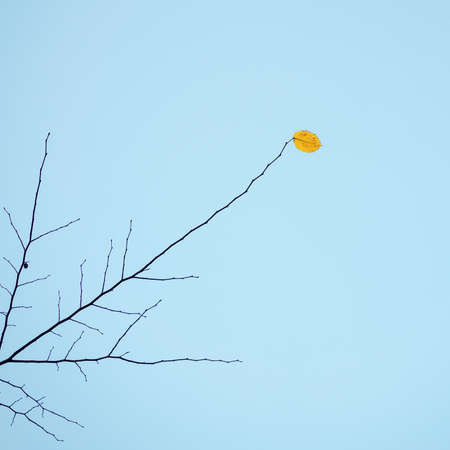 An image of autumn colored leafの写真素材