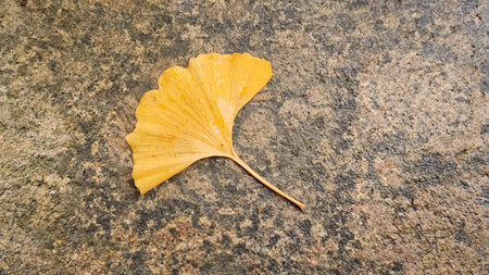 An image of a typical Ginkgo leaf on a rock background