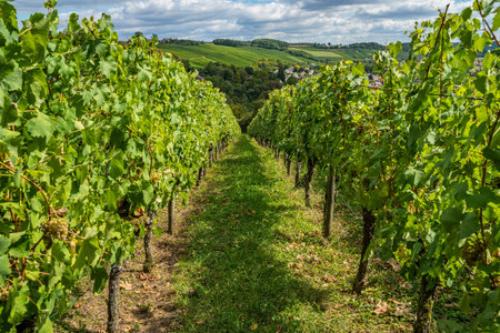 Vineyard with a look to the hills on the  horizon