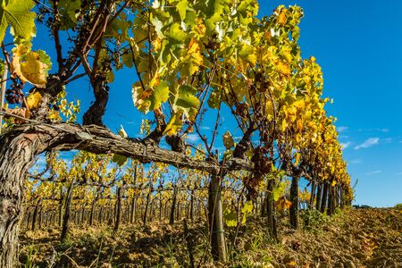 Vineyard in autumn showing yellow leafsの写真素材