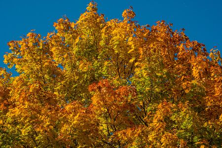 A colorful tree in the blue sky at a beautiful indian summer dayの写真素材