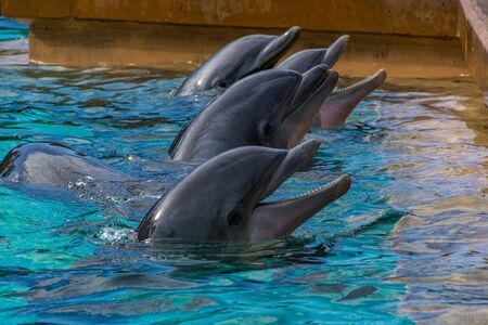 Group of Dolphins posing by sticking the heads out of the waterの写真素材