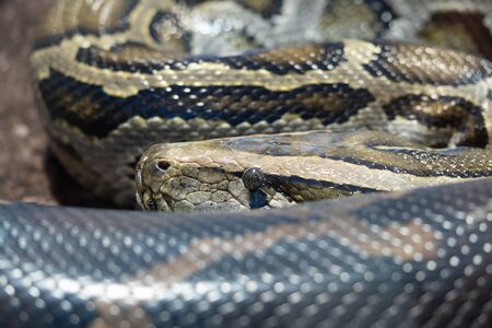 A portrait of a Python hunting - hiding the head behind parts of their body - staring at youの写真素材