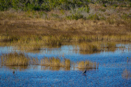 Typical view to the swamp of the Everglades National Park with grassland, trees and a heron huntingの写真素材