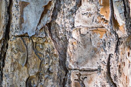 Tree bark of a big tree as backgroundの写真素材