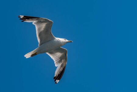 Seagull in flight in front of azure skyの写真素材