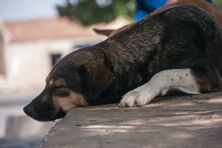 A dog is sleeping in publicの写真素材