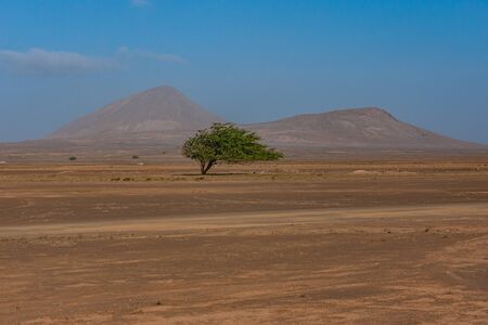 Sandy road through the desert of Cape verde islands with an impressive tree on the sideの写真素材