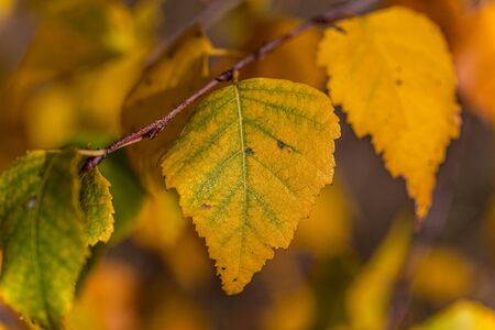 Yellow shining autumn leaves on a tree in fall in Germanyの写真素材