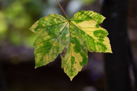 Yellow and green autumn leaves on a tree in fallの写真素材