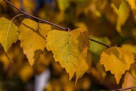 Yellow shining autumn leaves on a tree in fall in Germanyの写真素材