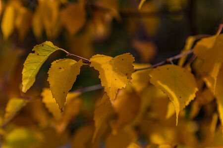 Yellow shining autumn leaves on a tree in fall in Germanyの写真素材