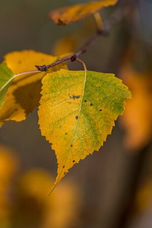 Yellow shining autumn leaves on a tree in fall in Germanyの写真素材