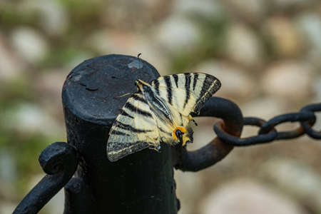 A butterfly sitting on a steel bollard showing beautiful colors - City of Serralunga, Italy, Piedmontの写真素材