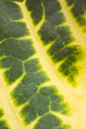 Green-Yellow Leaf Backgroundの写真素材