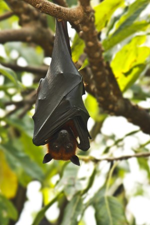 Flying foxesの写真素材