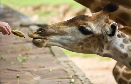 Giraffe waiting for feeding from peopleの写真素材