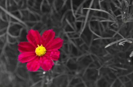 Dominant Cosmos flower on black backgroundの写真素材