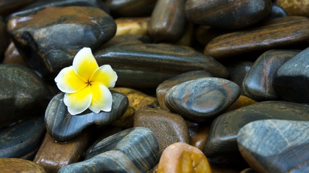 Frangipani flower and beautiful rocksの写真素材