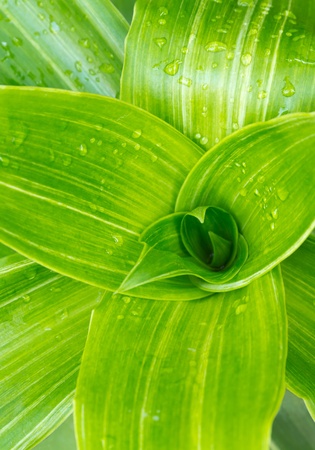 Beautiful green leaf backgroundの写真素材