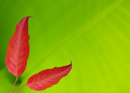 Red leaf on banana leaf background