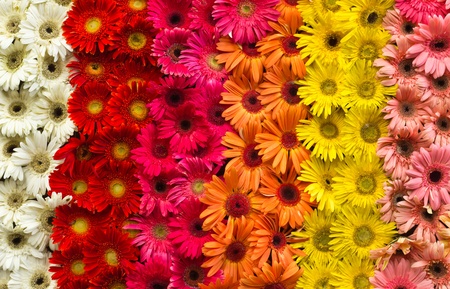 Flowers backgroundの写真素材