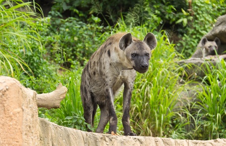 Spotted Hyenaの写真素材