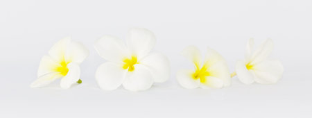 Frangipani flower on white backgroundの写真素材