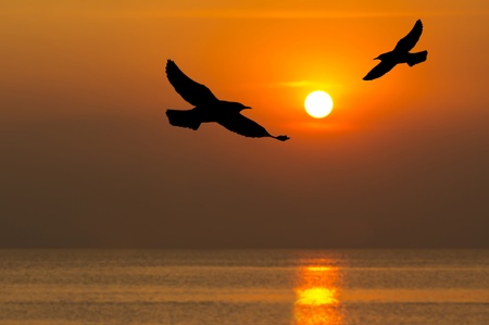 Silhouette of birds flying over the sea in sunset timeの写真素材
