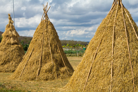 Haystacks in the countryside