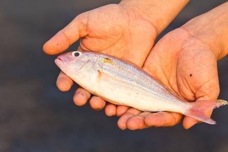 Hands holding fishの写真素材