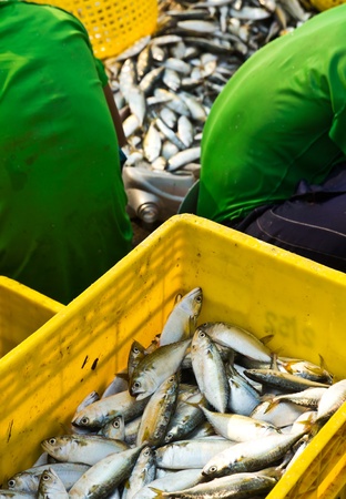 Fisherman workers sorting fishesの写真素材
