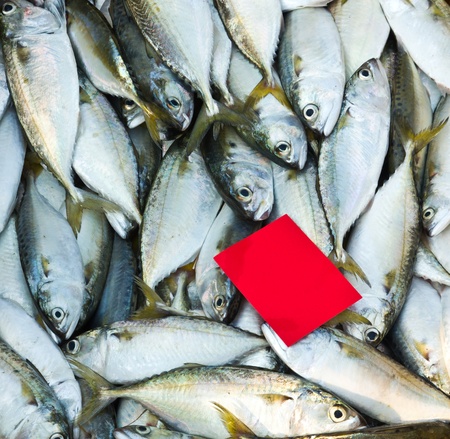 Fresh fishの写真素材