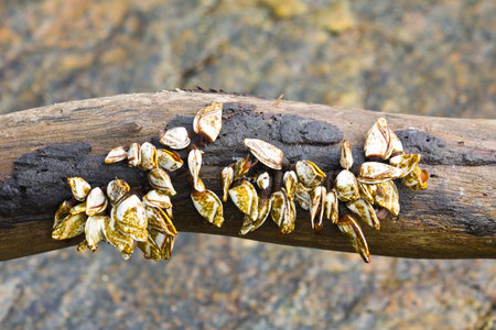 Goose Barnacleの写真素材